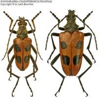 Attēlu rezultāti vaicājumam “Pachyta quadrimaculata”