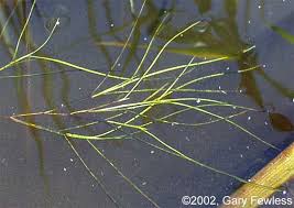 Attēlu rezultāti vaicājumam “Stuckenia pectinata”