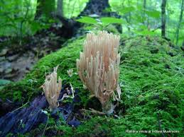 Attēlu rezultāti vaicājumam “Ramaria stricta”