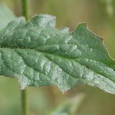 Attēlu rezultāti vaicājumam “Lapsana communis fruit”