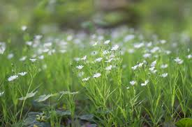 Attēlu rezultāti vaicājumam “Stellaria palustris flower”