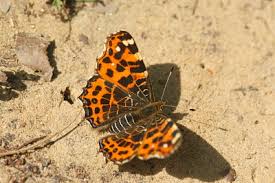 Attēlu rezultāti vaicājumam “Araschnia levana”