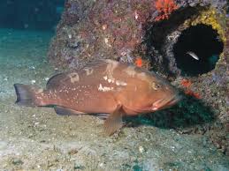 Image result for Epinephelus morio