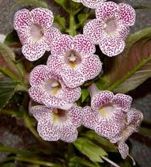 Image result for Sinningia