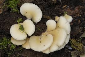 Attēlu rezultāti vaicājumam “Crepidotus applanatus”