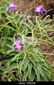 Image result for Levkoje