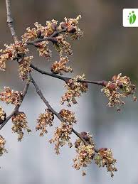 Attēlu rezultāti vaicājumam “Ulmus laevis fruit”