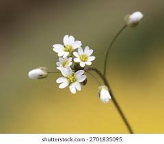 Attēlu rezultāti vaicājumam “Erophila verna”