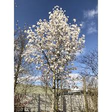 Attēlu rezultāti vaicājumam “Magnolia x loebneri”