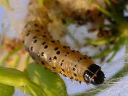 Attēlu rezultāti vaicājumam “Depressaria olerella”