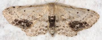 Attēlu rezultāti vaicājumam “Idaea dimidiata”