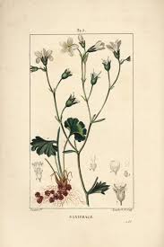 Attēlu rezultāti vaicājumam “Saxifraga granulata leaf”