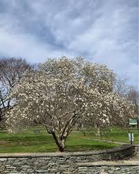 Attēlu rezultāti vaicājumam “Magnolia kobus”