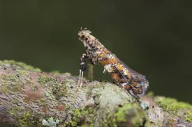 Attēlu rezultāti vaicājumam “Gracillaria syringella larva”