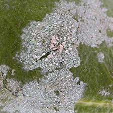 Attēlu rezultāti vaicājumam “Fellhanera subtilis”