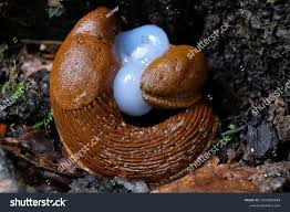 Attēlu rezultāti vaicājumam “Arion rufus”