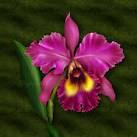 Orchid Growing Fears