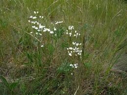 Attēlu rezultāti vaicājumam “Arenaria procera”