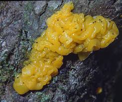 Attēlu rezultāti vaicājumam “Tremella mesenterica”