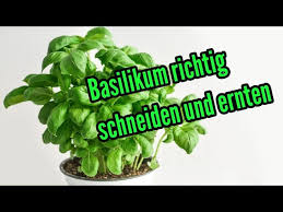 Image result for Basilikum