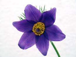 Attēlu rezultāti vaicājumam “Pulsatilla vulgaris flower”