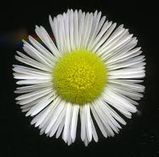 Attēlu rezultāti vaicājumam “Erigeron annuus flower”