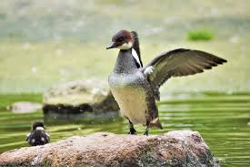 Attēlu rezultāti vaicājumam “Mergus albellus”