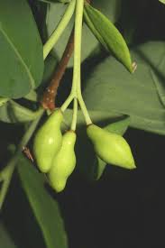 Attēlu rezultāti vaicājumam “Pedicularis palustris fruit”