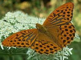 Image result for Papilionoidea