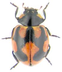 Attēlu rezultāti vaicājumam “Coccinella hieroglyphica”