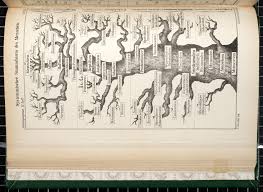 Image result for Evolution Stammbaum