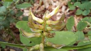 Attēlu rezultāti vaicājumam “Astragalus glycyphyllos flower”