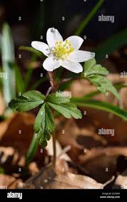 Attēlu rezultāti vaicājumam “Anemone nemorosa leaf”
