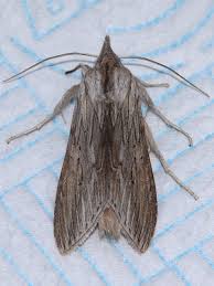 Attēlu rezultāti vaicājumam “Cucullia umbratica”