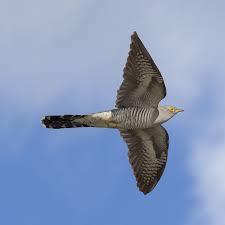 Attēlu rezultāti vaicājumam “Cuculus canorus”