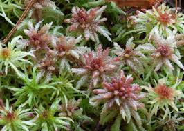 Attēlu rezultāti vaicājumam “Sphagnum palustre”