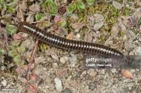 Attēlu rezultāti vaicājumam “Myriapoda”