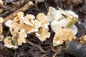 Attēlu rezultāti vaicājumam “Sistotrema confluens”