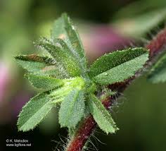 Attēlu rezultāti vaicājumam “Ononis arvensis”