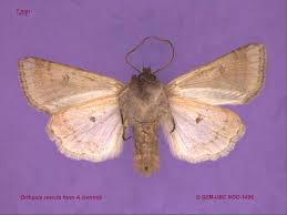 Attēlu rezultāti vaicājumam “Orthosia miniosa imago”