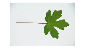 Attēlu rezultāti vaicājumam “Acer campestre leaf”