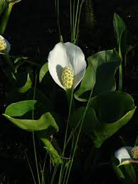 Attēlu rezultāti vaicājumam “Calla palustris flower”