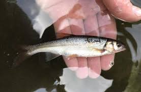 Image result for Mylopharodon conocephalus