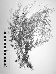 Attēlu rezultāti vaicājumam “Cardaminopsis arenosa bud”