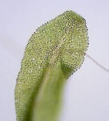 Attēlu rezultāti vaicājumam “Barbula convoluta sporophyte”