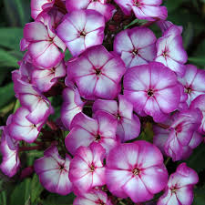 Image result for Phlox paniculata `Sweet Summer`