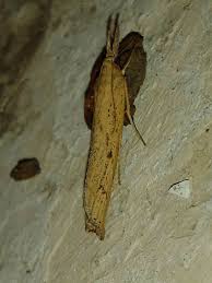 Attēlu rezultāti vaicājumam “Pediasia contaminella”