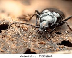 Attēlu rezultāti vaicājumam “Pterostichus quadrifoveolatus”