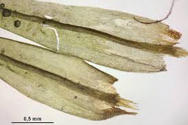 Attēlu rezultāti vaicājumam “Dicranum undulatum”