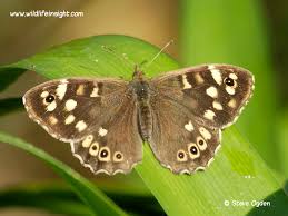 Attēlu rezultāti vaicājumam “Pararge aegeria underside”